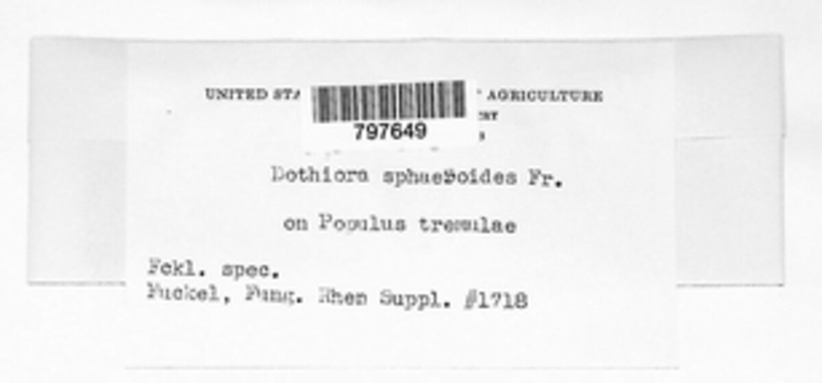 Dothiora sphaeroides image